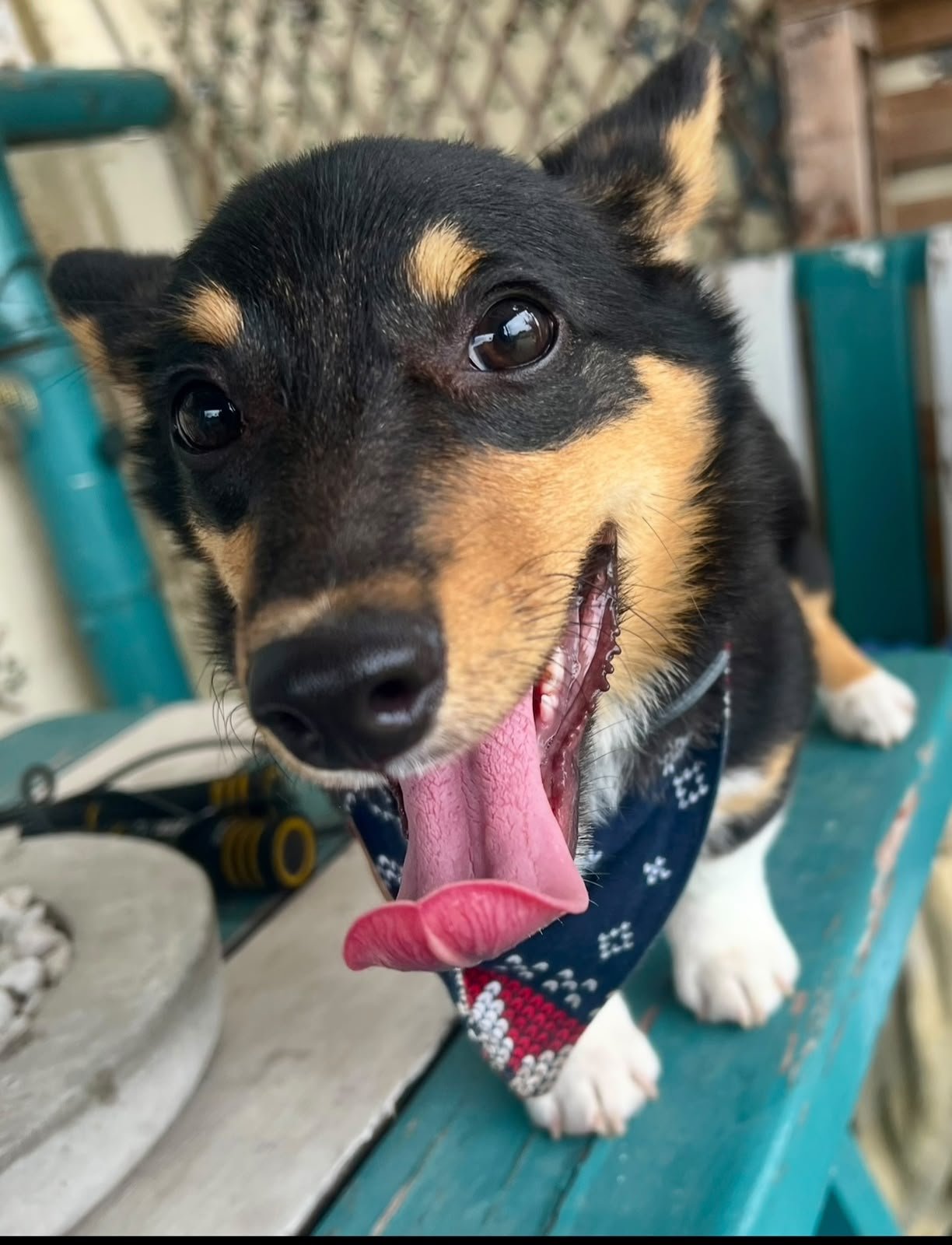 Mascota disfrutando su estadía en La Cabaña del Cachorro