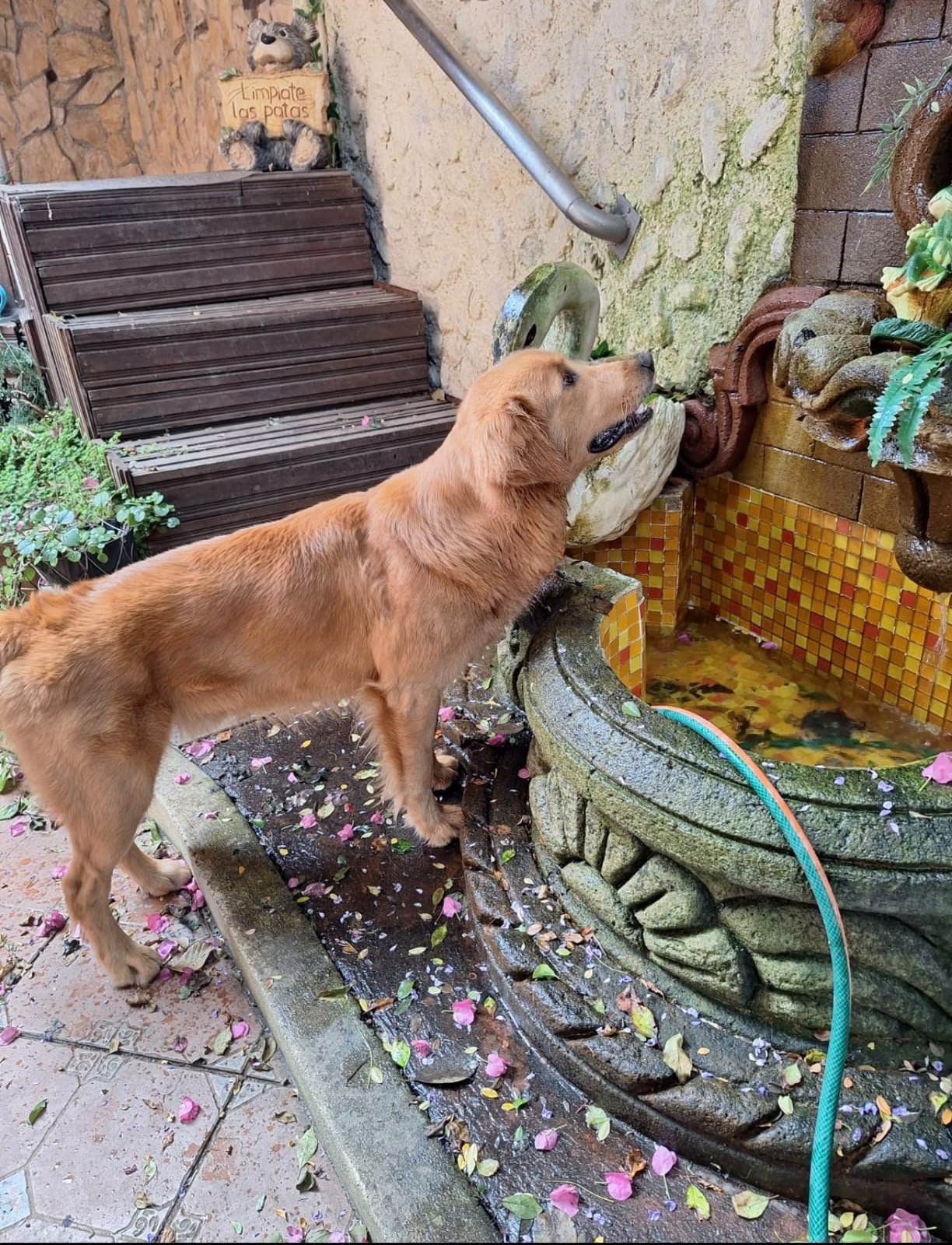 Cachorro disfrutando de los espacios de La Cabaña del Cachorro