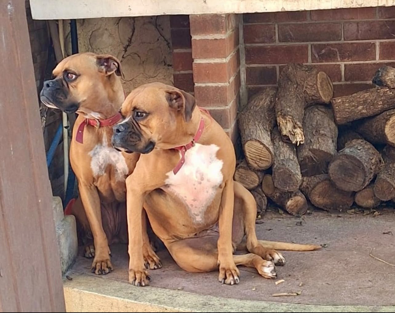 Mascota durante su estadía en La Cabaña del Cachorro